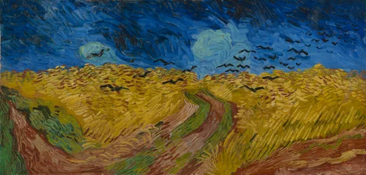 Weizenfeld mit Krähen
